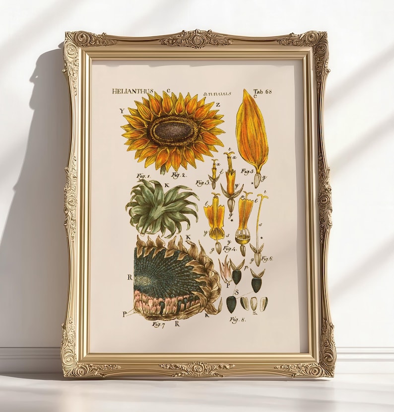 以下が含まれることがあります： ヒマワリ（Helianthus annuus）の詳細なイラストが描かれた、額装された植物画。 黄色、緑、茶色の色合いで表現された花の各部のラベル付き図が含まれています。 フレームは装飾的で、金色の仕上げです。 サイズは利用できません。