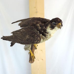 Könnte beinhalten: Ausgestopfter Greifvogel, vermutlich ein Falke, auf einem Ast sitzend. Das Gefieder ist dunkelbraun und weiß, mit gelbem Schnabel und Krallen. Auf einer hellen Holzplanke vor weißem Hintergrund montiert.
