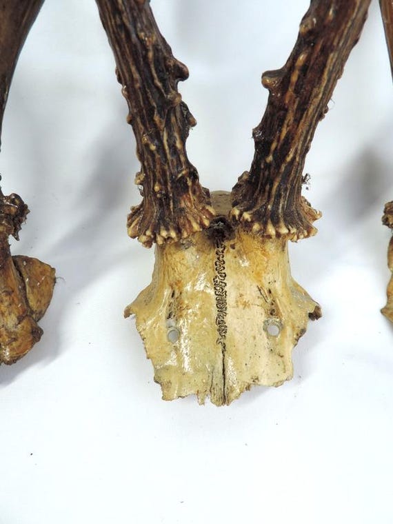 French Vintage Taxidermy Roe Deer Skulls With Antlers X 4