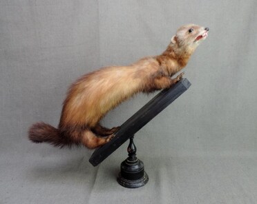 動物のはく製 - ビンテージ - Etsy 日本
