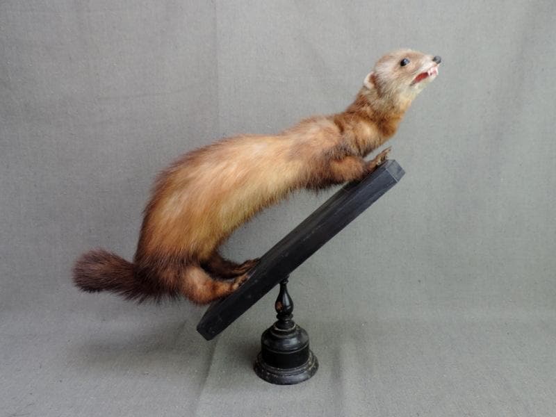 動物のはく製 - ビンテージ - Etsy 日本