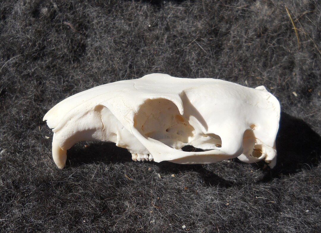 Woodchuck Skull Specimen Skull WS22 Etsy