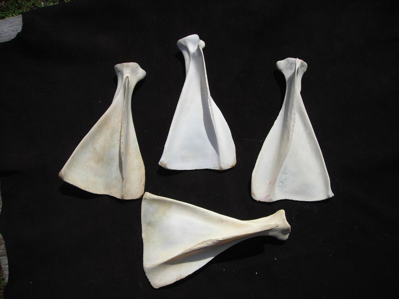 Deer Shoulder Blade Bones Assorted 4 per Lot Etsy