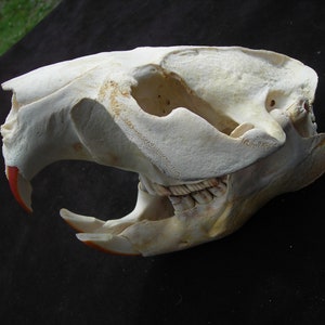 Large Beaver skull with Lower Jaws 1B