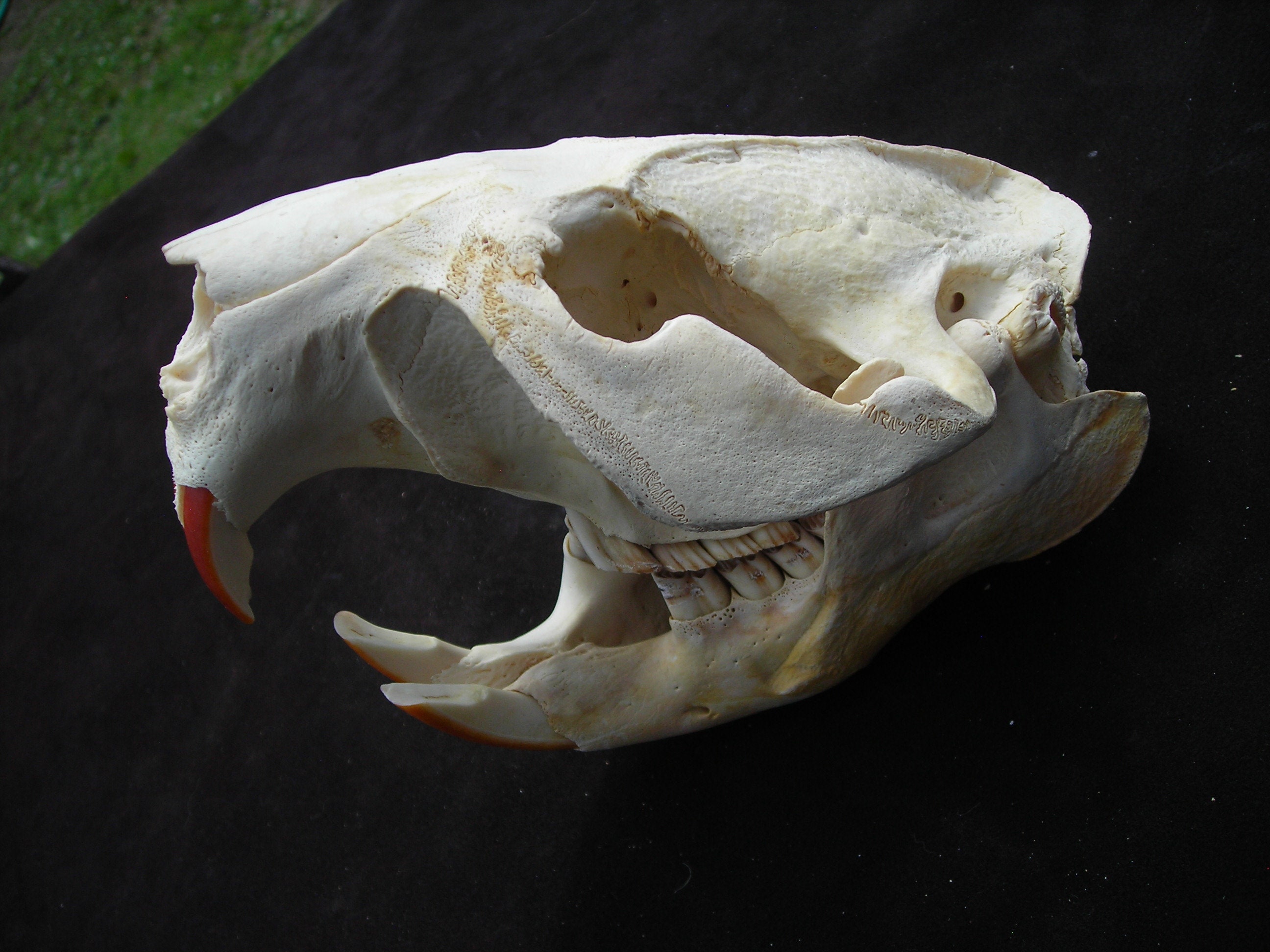 下顎付き大型ビーバー頭蓋骨 1B - Etsy 日本