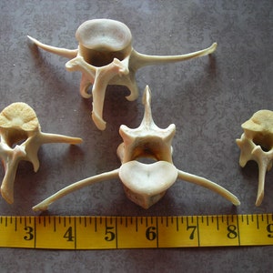 Deer bone-4 Assorted Vertebrae image 1