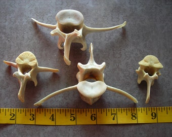 Deer bone-4 Assorted Vertebrae