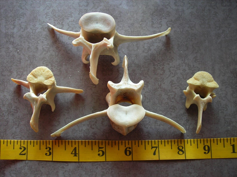 Deer bone-4 Assorted Vertebrae image 1