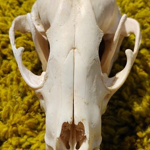 May include: An off-white animal skull viewed from a top-down perspective, showing the smooth bone structure, the nasal cavity, and the zygomatic arches. The skull features a central suture line running from the snout to the cranium.