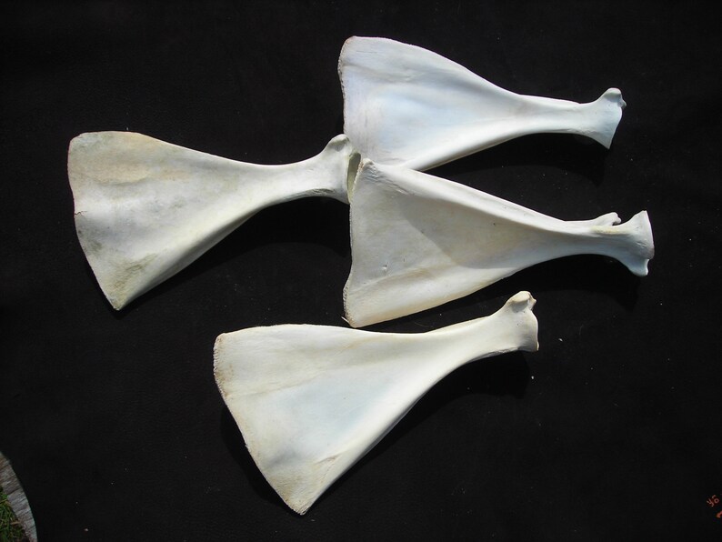 Deer Shoulder Blade Bones Assorted 4 per Lot Etsy