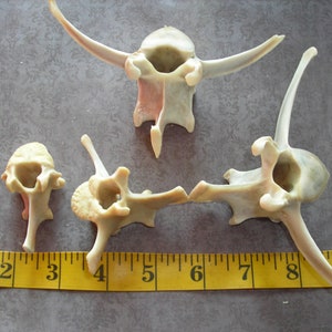 Deer bone-4 Assorted Vertebrae image 4