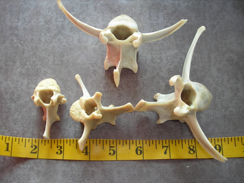 Deer bone-4 Assorted Vertebrae image 4