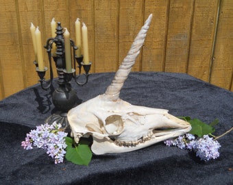 Unicorn Skull #4