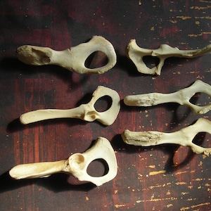 Assorted Small Animal Hip Bones