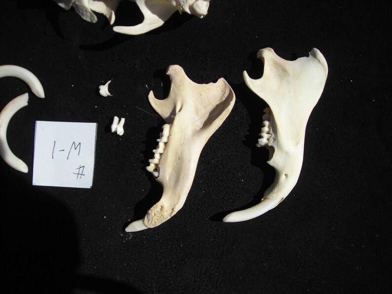Woodchuck Skull with Jaw Bones #W-1
