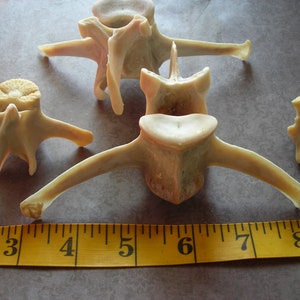 Deer bone-4 Assorted Vertebrae image 2