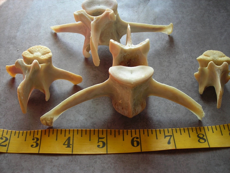 Deer bone-4 Assorted Vertebrae image 2