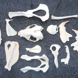 Animal Bone Assortment- BA #5