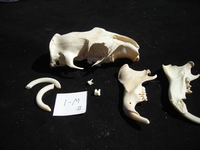 Woodchuck Skull with Jaw Bones #W-1