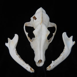 Craft Skull/ Broken Skull- Large Coyote