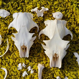 May include: A collection of off-white animal skeletal remains, including two distinct skulls, several small loose teeth, and various bone fragments arranged together. The bones feature smooth, matte surfaces and intricate anatomical structures.