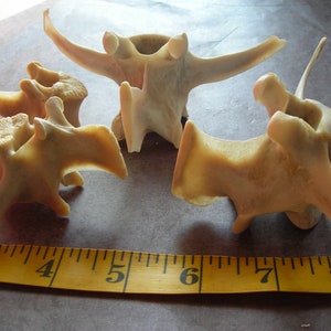 Deer bone-4 Assorted Vertebrae image 5