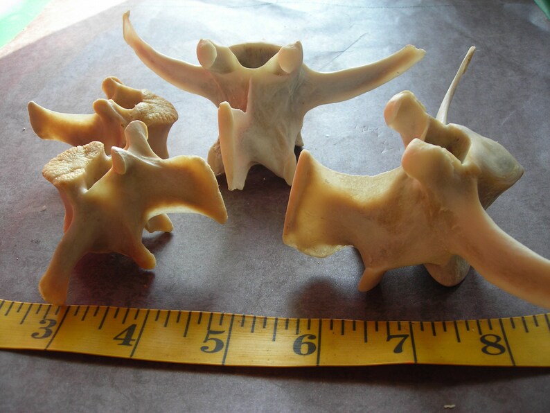 Deer bone-4 Assorted Vertebrae image 5