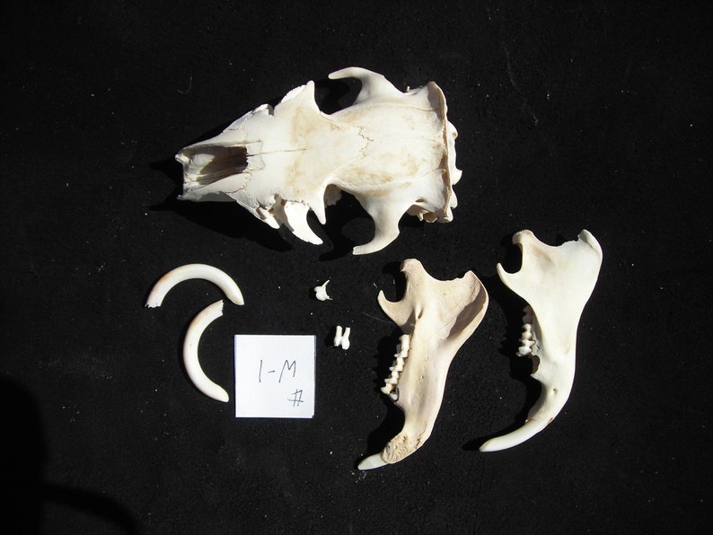 Woodchuck Skull with Jaw Bones #W-1