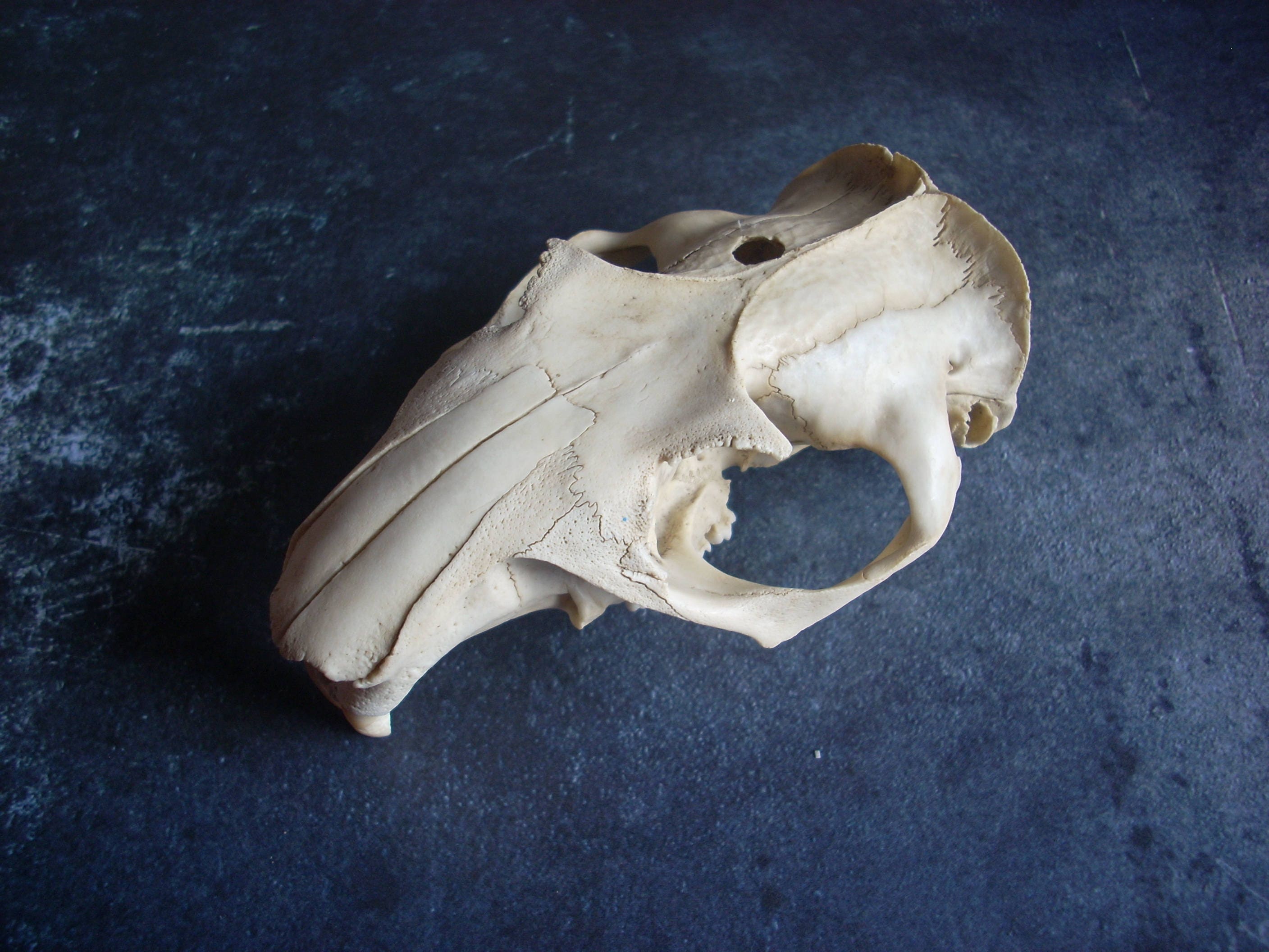 Large Woodchuck Skull Etsy