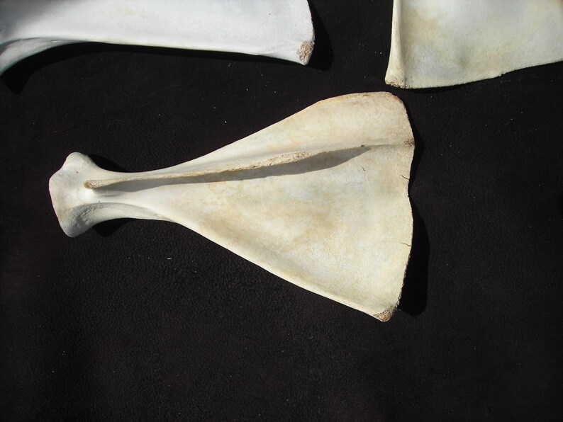 Deer Shoulder Blade Bones Assorted 4 per Lot Etsy