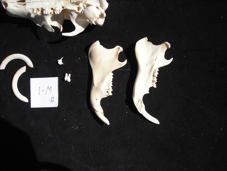 Woodchuck Skull with Jaw Bones #W-1
