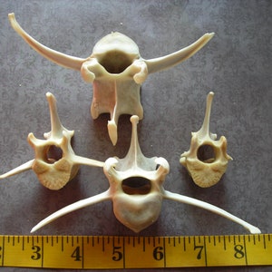 Deer bone-4 Assorted Vertebrae image 3