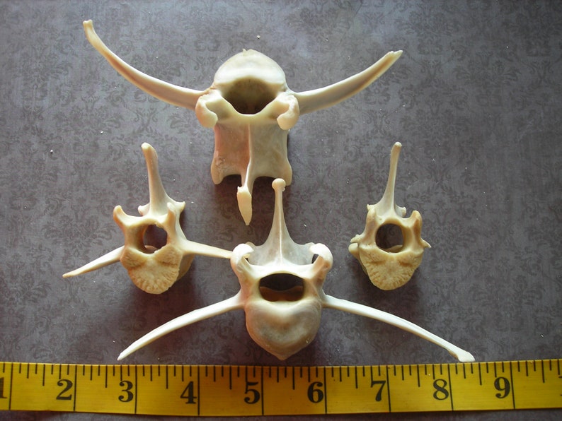 Deer bone-4 Assorted Vertebrae image 3