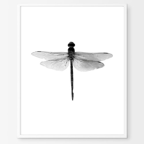 C Home Decor Wall Art Poster Dragonfly Insects It Is Art/Canvas Print C Home Decor Wall Art Poster Dragonfly Insects It Is Art/Canvas Print