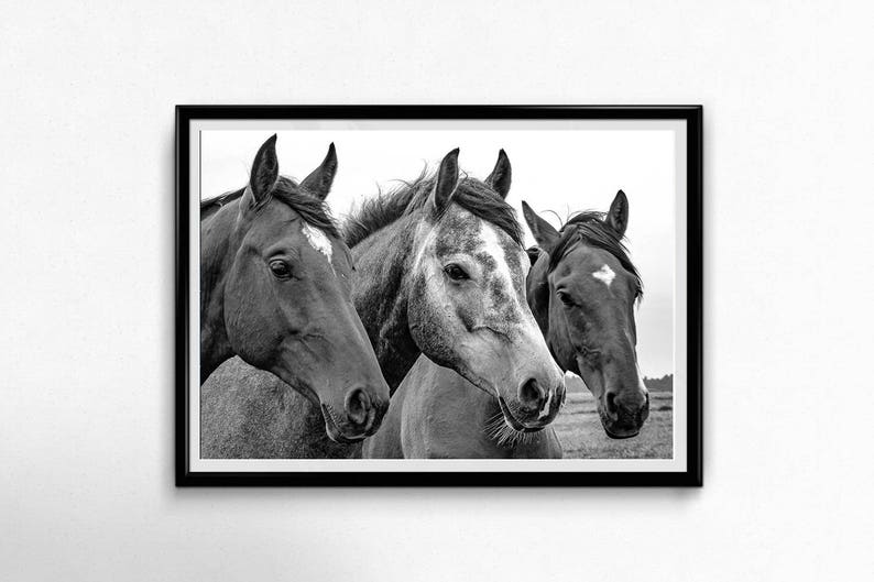 Horses Print Horse Photograph Black and White Wall art Etsy