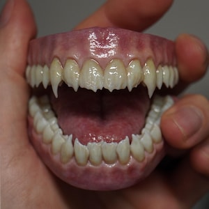 Könnte beinhalten: Ein Satz realistischer Ober- und Unterkieferprothesen mit spitzen, fangzahnartigen Zähnen. Das Zahnfleisch ist strukturiert und fleckig rosa, während die Zähne cremeweiß sind und sichtbare Rillen sowie scharfe, verlängerte Eckzähne aufweisen.