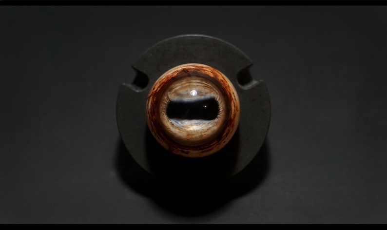 May include: A close-up of a preserved animal eye, with a brown iris and a black pupil, mounted on a black circular base.