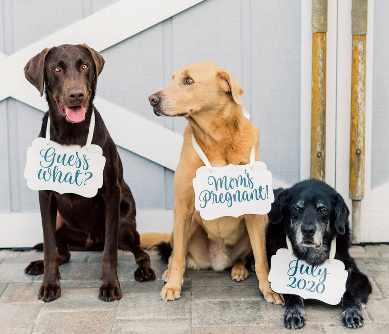 Pet Signs for Pregnancy Announcement, Dog Signs Photo Props Maternity Photo Sign Pregnancy Sign, Mommy to Be Dog Pet Baby Announcement image 1