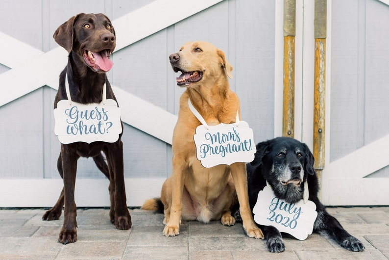Pet Signs for Pregnancy Announcement, Dog Signs Photo Props Maternity Photo Sign Pregnancy Sign, Mommy to Be Dog Pet Baby Announcement image 2