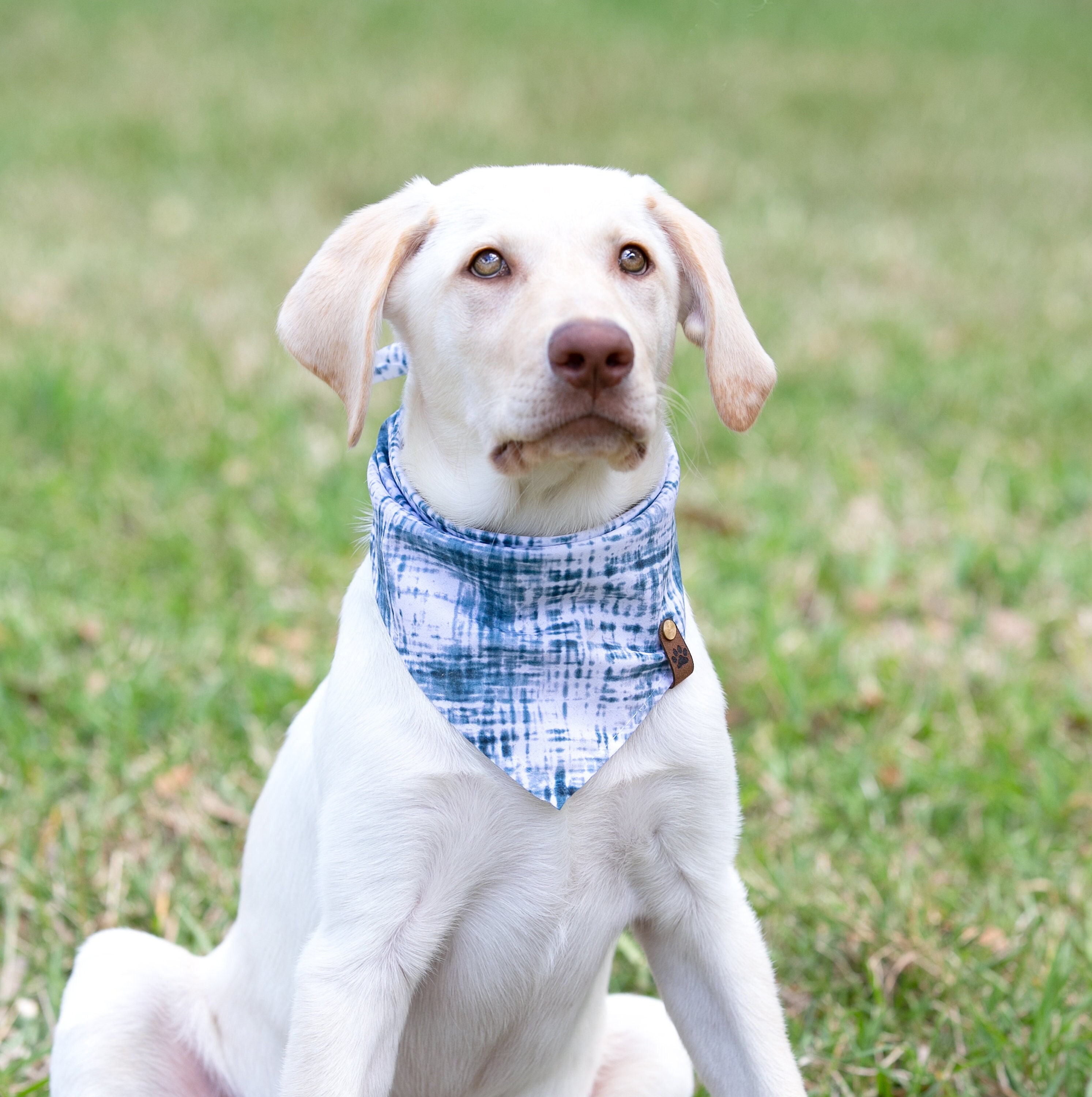 What Size Is My Dog In Clothes