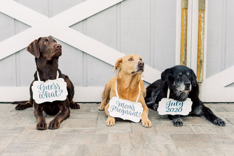 Pet Signs for Pregnancy Announcement, Dog Signs Photo Props Maternity Photo Sign Pregnancy Sign, Mommy to Be Dog Pet Baby Announcement image 4