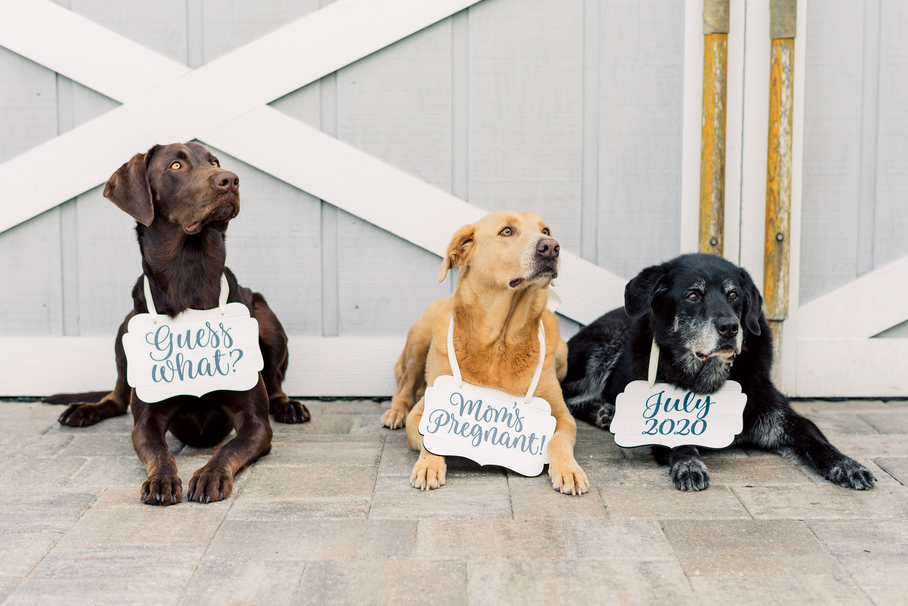 Pet Signs for Pregnancy Announcement Dog Signs Photo Props - Etsy