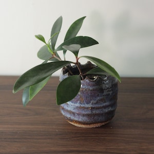 May include: A small, handcrafted ceramic pot with a dark blue and purple glaze, holding a small green plant with long, oval leaves. The pot has a textured, ridged design and a scalloped rim. The plant is centered in the pot.