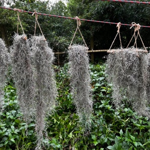 May include: Five strands of dried, gray Spanish moss hanging from a string. The moss is hanging in front of a green leafy background.