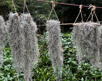 Tillandsia bulbosa Tiny Dancer 速達発送 Tillandsia Bulbosa- 