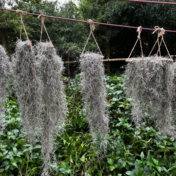 Flowering Spanish Moss Live Air Plant Hanging on Oak Branch - Terrarium Safe