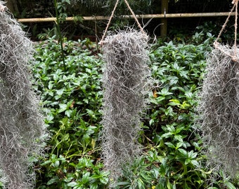 Live Spanish Moss Hanging on Live Oak - Indoor House Air Plant | Easy to grow, Air Purifying, Healthy Natural Living Window Decoration.