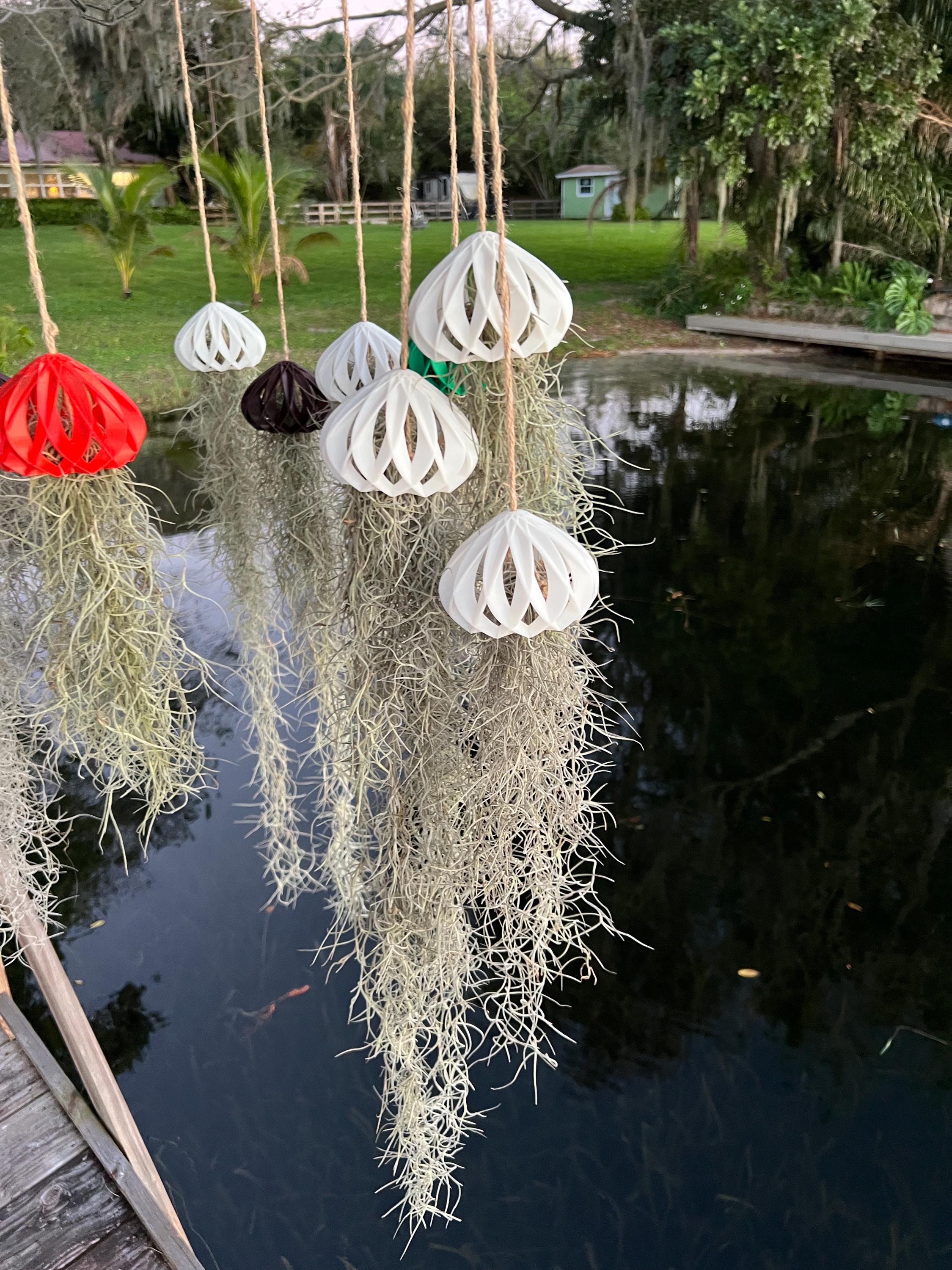 Live Spanish Moss Jellyfish Air Plant: 3D Printed Shell, Hemp Rope - Etsy