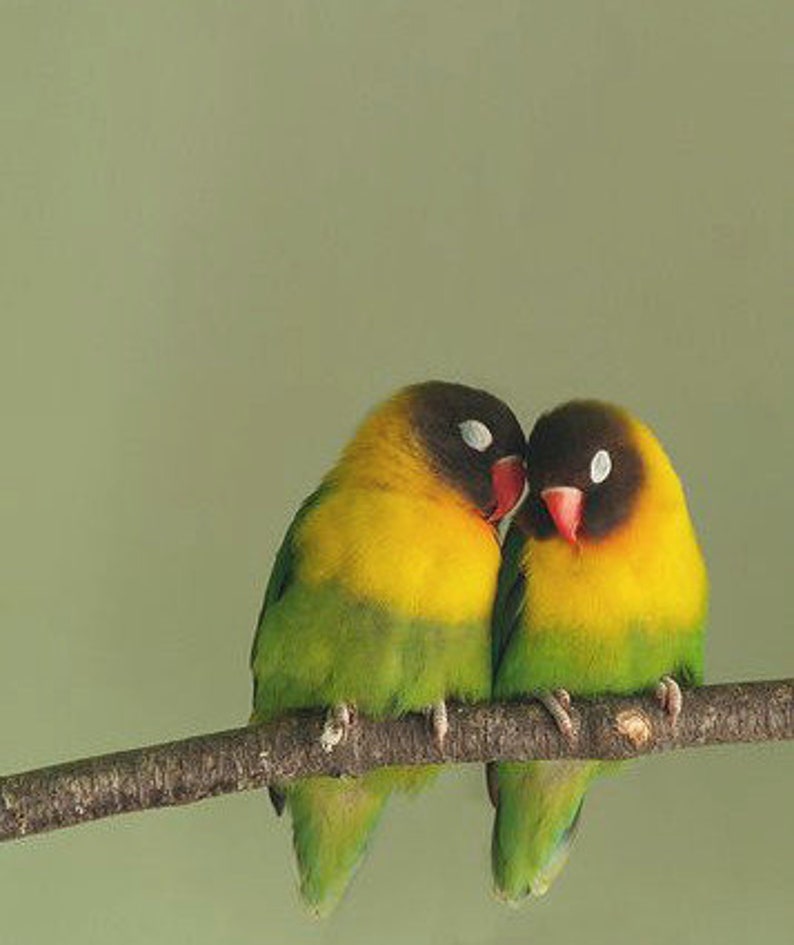 Попугаи неразлучники фото. Неразлучники попугаи розовые. The love birds. Неразлучники попугаи масковые. Неразлучники попугаи.