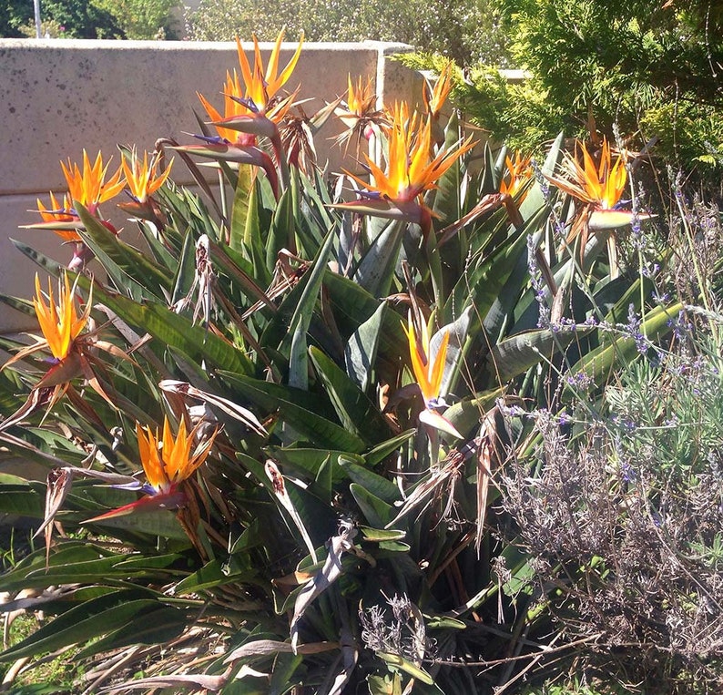 Strelitzia Reginae 6 seed Bird of Paradise crane lilly Wedding Etsy